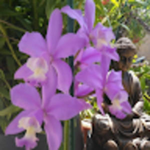 Meet your Posher, Phanny